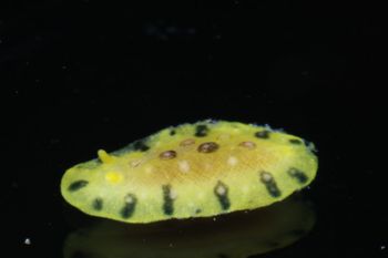 Media type: image;   Malacology 393878 Description: live specimen;